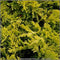 Juniperus Horizontalis Mother Lode | Wholesale Plants