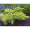 Juniperus Media Gold Star | Wholesale Plants