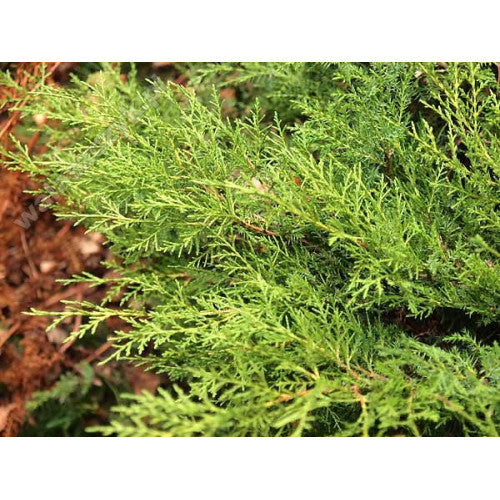 Juniperus Media Gold Star | Wholesale Plants