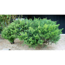 Juniperus Sabina, Savin Juniper | Wholesale Plants