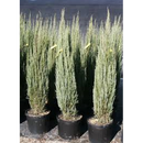 Juniperus Scopulorum Skyrocket | Wholesale Plants