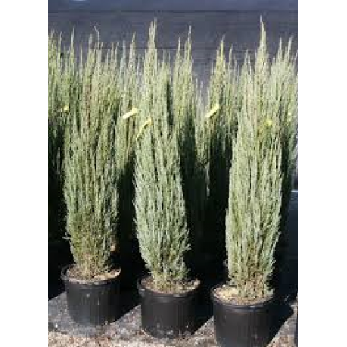 Juniperus Scopulorum Skyrocket | Wholesale Plants