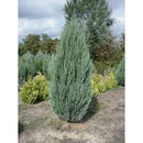 Juniperus Scopulorum Skyrocket - Cheapest plants online