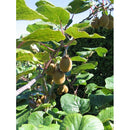 Kiwi Fruit Female | Wholesale Plants
