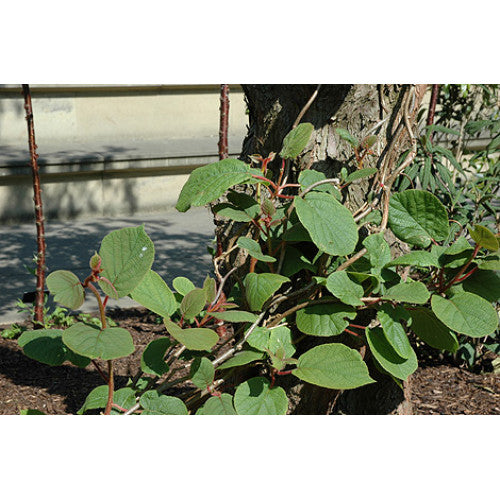 Kiwi Fruit Male | Wholesale Plants