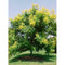 Koelreuteria Paniculata, Golden-Rain Tree - Cheapest plants online