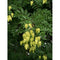 Koelreuteria Paniculata, Golden-Rain Tree - Cheapest plants online