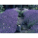 Lavender Augustifolia English Lavender | Wholesale Plants