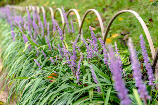 Liriope Evergreen Giant