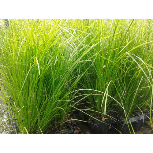 Lomandra Tanika | Wholesale Plants