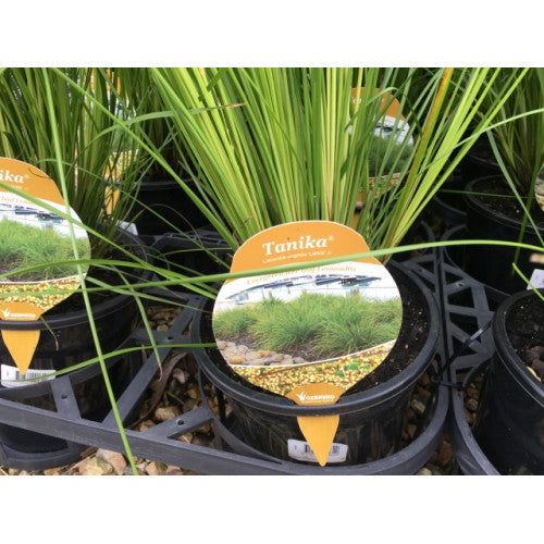 Lomandra Tanika | Wholesale Plants