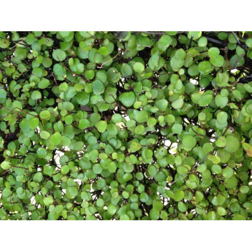Muehlenbeckia Complexa Maiden Hair Climber | Wholesale Plants