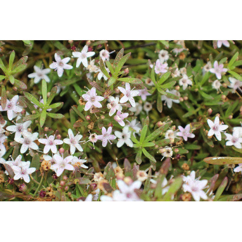 Myoporum Parvifolium Coarse Pink | Wholesale Plants