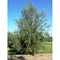 Olea Europaea Manzanillo Olive | Wholesale Plants
