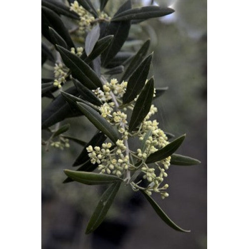 Olea Europaea Manzanillo Olive | Wholesale Plants