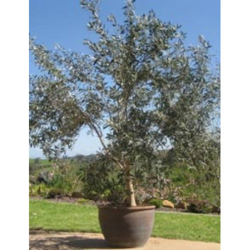 Olea Kalamata Olive | Wholesale Plants