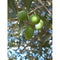 Olea Olive Correggiola | Wholesale Plants