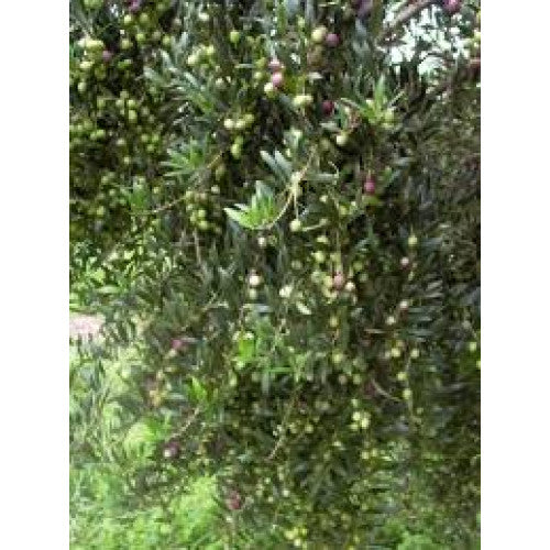 Olea Olive Correggiola | Wholesale Plants