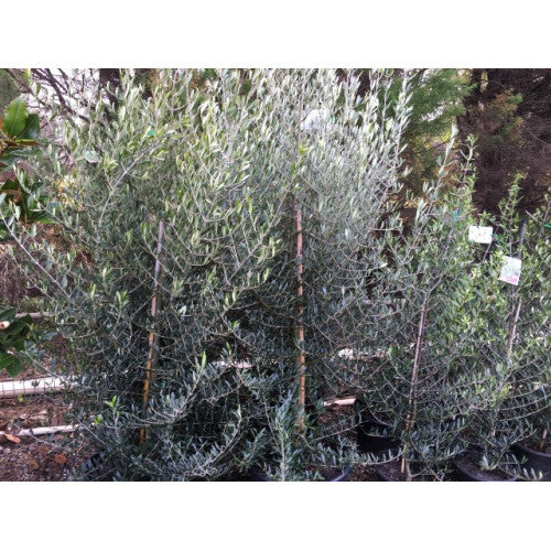 Olive Bambalino | Wholesale Plants
