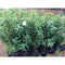 Prunus Lusitanica, Portugese Laurel - Cheapest plants online