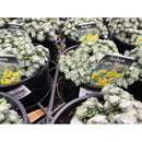 Sedum Cape Blanco | Wholesale Plants