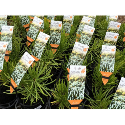 Senecio Sunrise | Wholesale Plants