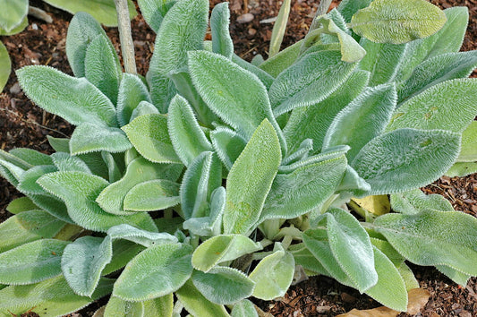 Stachys Lanata Lambs Ear