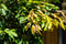 Waterhousea Floribunda Weeping Lilly Pilly