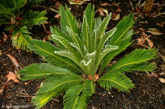 Cycad Revoluta Sago Palm