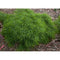 Acacia Dazzler | Wholesale Plants