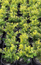 Box Hedge Planting Package -  Buxus microphylla Japonica