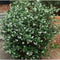 Trachelospermum Jasminoides Chinese Star Jasmine | Wholesale Plants