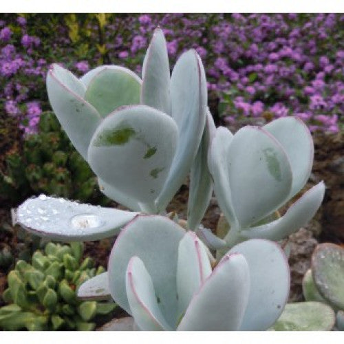Cotyledon Silver Waves | Wholesale Plants