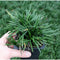 Ophiopogen Dwarf Mondo Grass | Wholesale Plants