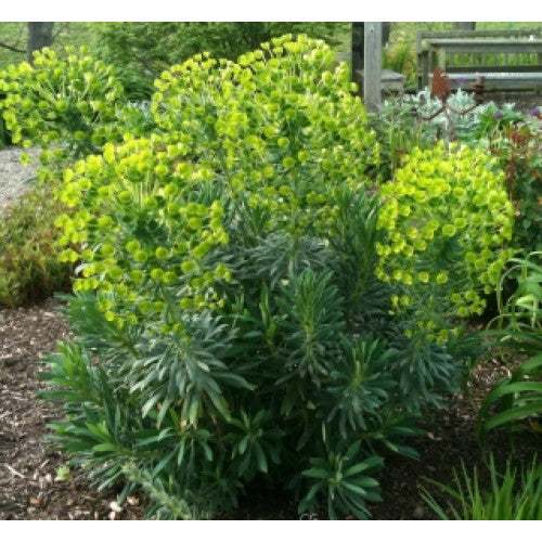 Euphorbia Wulfenii | Wholesale Plants