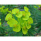 Euphorbia Wulfenii | Wholesale Plants