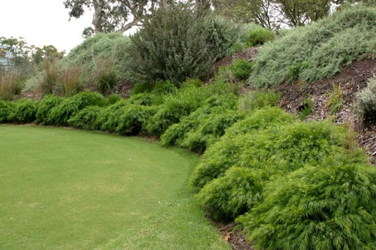 Acacia Dazzler