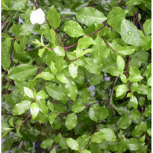 Pittosporum Silver Sheen - Cheapest plants online