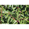 Prunus Lusitanica, Portugese Laurel - Cheapest plants online