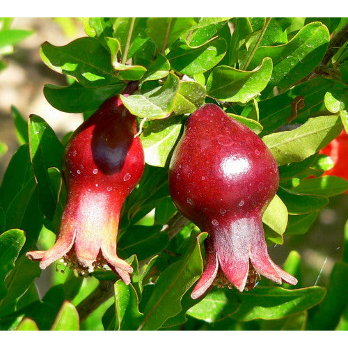 Punica Granatum Nana Pomegranate | Wholesale Plants