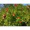 Punica Granatum Nana Pomegranate | Wholesale Plants