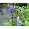 Salvia Victoria Blue | Wholesale Plants
