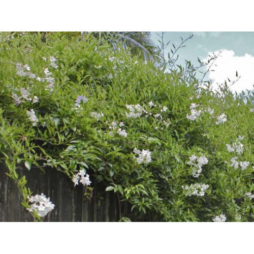 Solanum Jasminoides Potato Vine | Wholesale Plants