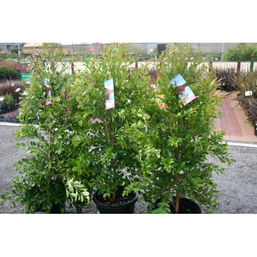 Syzygium 'backyard Bliss' Lilly Pilly - Cheapest plants online