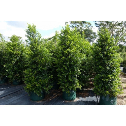Syzygium 'backyard Bliss' Lilly Pilly - Cheapest plants online