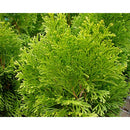 Thuja Occidentalis Smaragd | Wholesale Plants