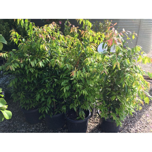 Waterhousea Floribunda Weeping Lilly Pilly - Cheapest plants online