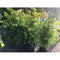 Waterhousea Floribunda Weeping Lilly Pilly - Cheapest plants online