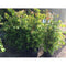 Evergreen Hedging - Waterhousea Floribunda Weeping Lilly Pilly