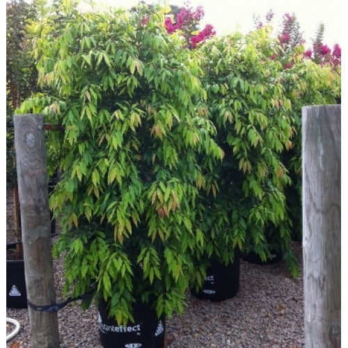 Waterhousea Floribunda Weeping Lilly Pilly - Cheapest plants online